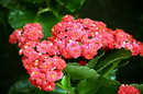 Florist’s Kalanchoe